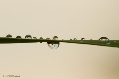 Regendruppel/ Raindrop