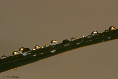 Regendruppel/ Raindrop