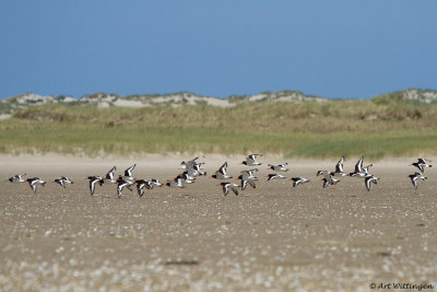 Haematopus Ostralegus / Scholekster / Eurasian Oystercatcher