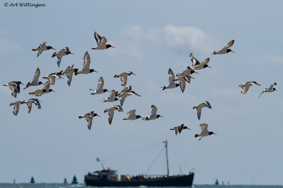 Haematopus Ostralegus / Scholekster / Eurasian Oystercatcher