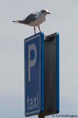 Chroicocephalus ridibundus / Kokmeeuw / Black headed Gull