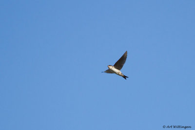 Delichon urbica / Huiszwaluw / House Martin