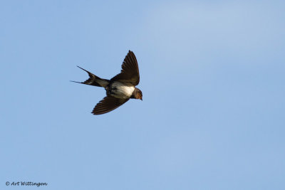 Hirundo rustica / Boerenzwaluw / Barn swallow