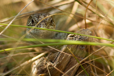 Lacerta agilis / Zandhagedis / Sand Lizzard