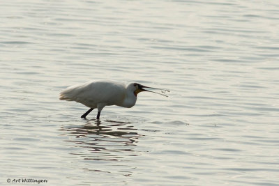 Platalea Leucorodia / Lepelaar / Eurasian Spoonbill