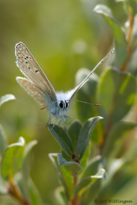 Icarusblauwtje / Common Blue / Polyommatus icarus