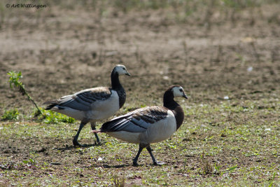 Branta Leucopsis / Brandgans / Barnacle Goose