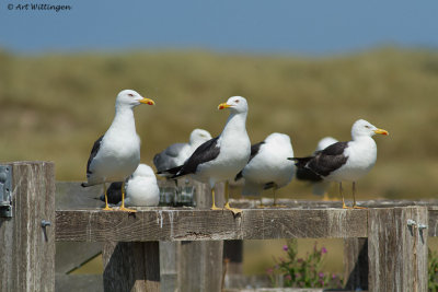 Larus graelsii / Kleine Mantelmeeuw / Lesser Black backed Gull