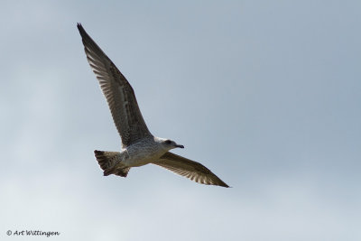 Larus graelsii / Kleine Mantelmeeuw / Lesser Black backed Gull