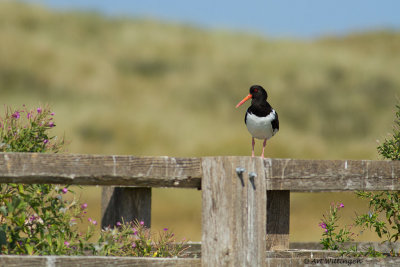 Haematopus Ostralegus / Scholekster / Eurasian Oystercatcher