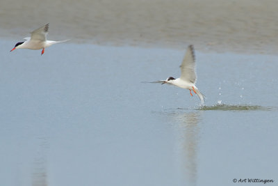 Sterna Hirundo / Visdief / Common Tern