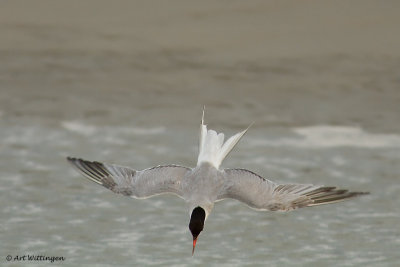 Sterna Hirundo / Visdief / Common Tern