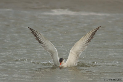 Sterna Hirundo / Visdief / Common Tern