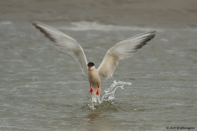 Sterna Hirundo / Visdief / Common Tern