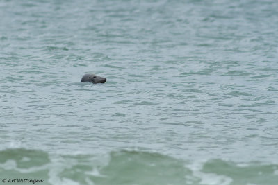 Halichoerus Grypus / Grijze Zeehond / Grey Seal