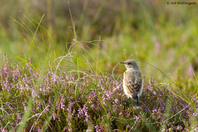 Oenanthe oenanthe / Tapuit / Northern Wheatear