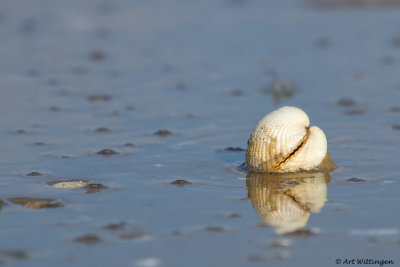 Cerastoderma edule / Gewone Kokkel / common cockle