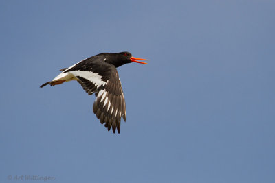 Haematopus Ostralegus / Scholekster / Eurasian Oystercatcher