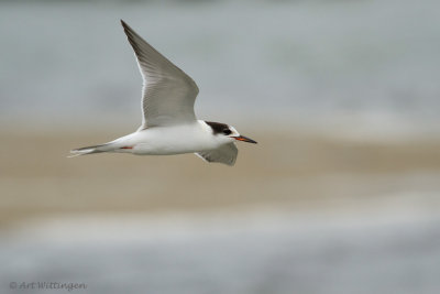 Sterna Hirundo / Visdief / Common Tern