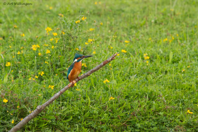 Alcedo atthis / IJsvogel / Kingfisher