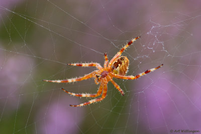 Araneus diadematus / Kruisspin /  European garden spider