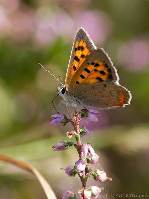 Kleine Vuurvlinder / Common Copper / Lycaena phlaeas