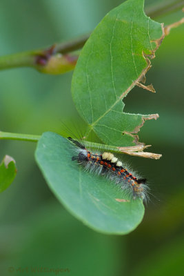 Witvlakvlinder / Rusty Tussock Moth 