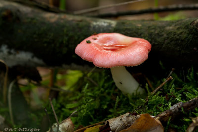 Russula spec.