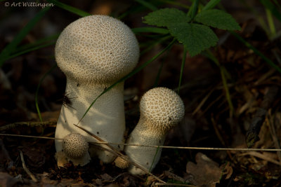 Lycoperdon perlatum / Parelstuifzwam / Common puffball