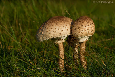 Macrolepiota procera / Grote Parasolzwam / Parasol