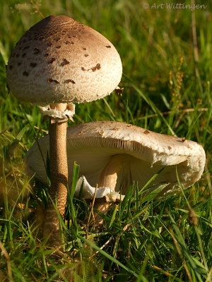 Macrolepiota procera / Grote Parasolzwam / Parasol