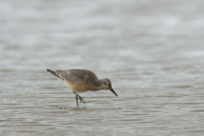 Calidris Canutus / Kanoet / Red knot