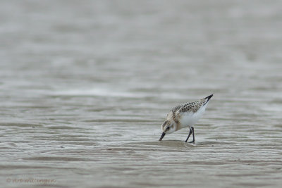 Calidris Alba / Drieteenstrandloper / Sanderling