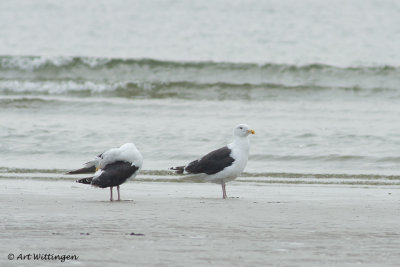 Larus marinus /  Grote Mantelmeeuw / Great Black-backed Gull 