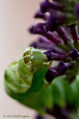 Melanchra persicariae / Perzikkruiduil / Dot Moth