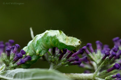 Melanchra persicariae / Perzikkruiduil / Dot Moth