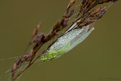 Chrysoperla carnea / Groene Gaasvlieg / Common green lacewing