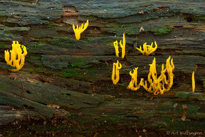 Calocera cornea / Geel hoorntje / Small Stagshorn