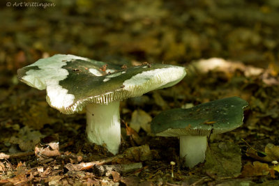 Russula spec.