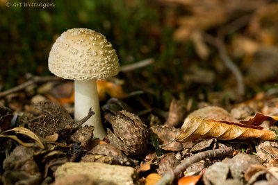 Amanita rubescens / Parelamaniet