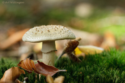 Amanita rubescens / Parelamaniet