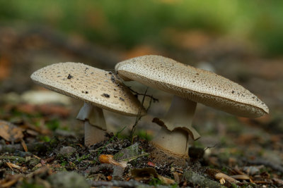 Amanita rubescens / Parelamaniet 