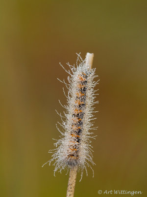 Lasiocampa Quercus / Hageheld / Oak Eggar