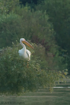 Pelecanus onocrotalus / Roze Pelikaan / Great White Pelican