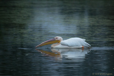 Roze Pelikaan / Great White Pelican