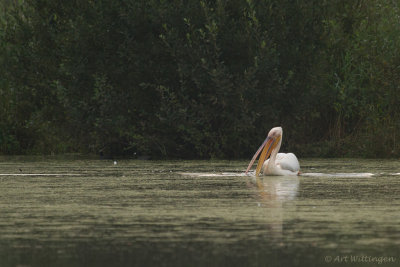 Pelecanus onocrotalus / Roze Pelikaan / Great White Pelican