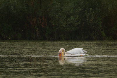 Pelecanus onocrotalus / Roze Pelikaan / Great White Pelican