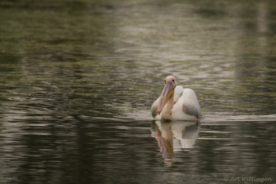 Pelecanus onocrotalus / Roze Pelikaan / Great White Pelican