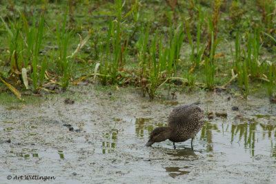 Anas crecca / Wintertaling / Teal