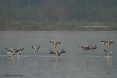 Anser anser / Grauwe gans / Greylag Goose